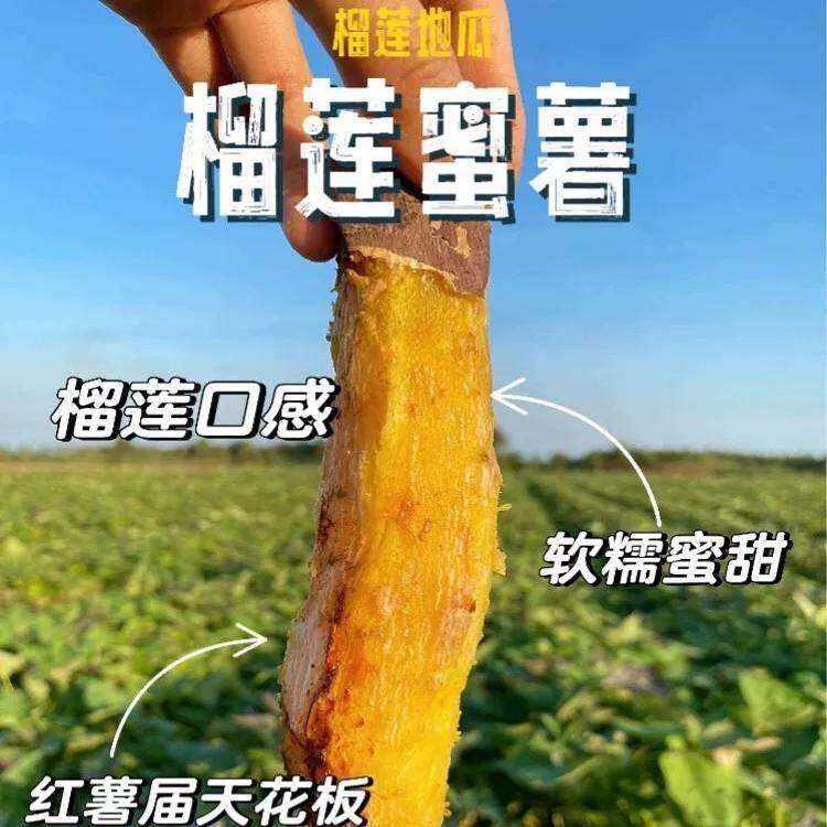 榴莲蜜薯日照充足自然糖化软糯香甜生鲜蜜薯