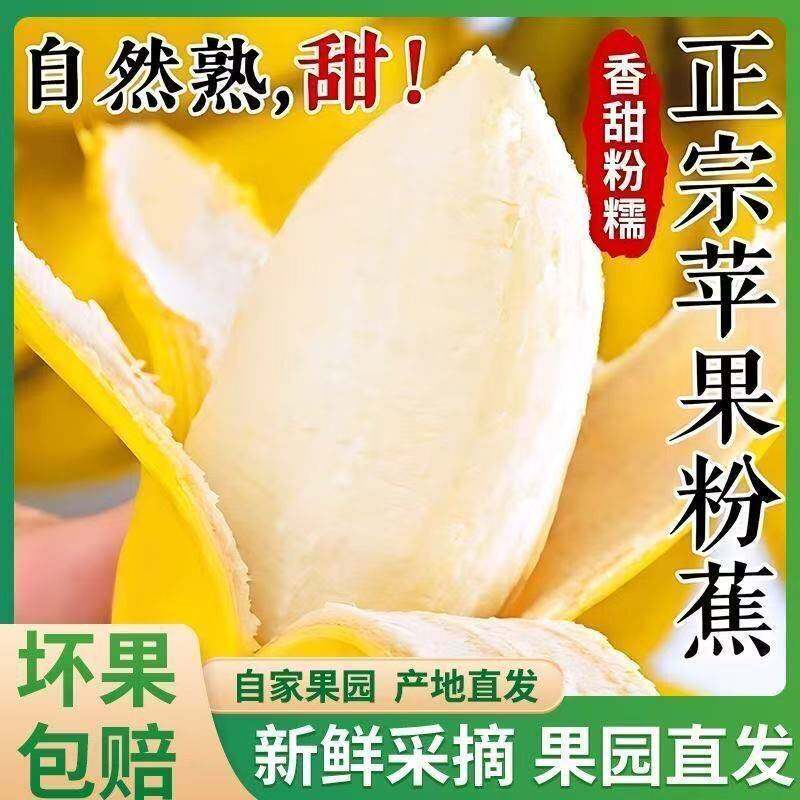 苹果蕉精选果肉质粉糯果香清新日常解馋小水果