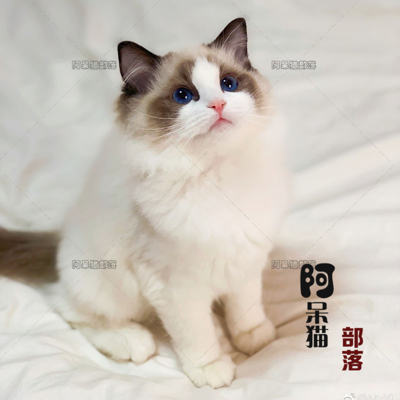 布偶猫活体幼猫纯种宠物猫咪活体双色蓝眼抖音布偶长毛加菲猫矮脚