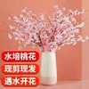 Peach blossom Hydroponics Botany Flood damage Bloom Branch Potted plant indoor Bloom Fontanesia Water to keep Green plant