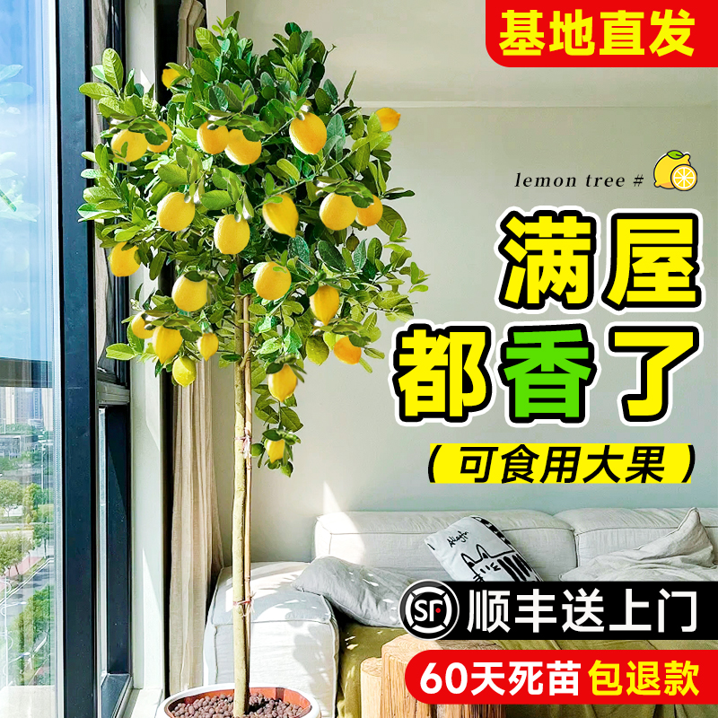 香水柠檬树盆栽客厅绿植带果好养