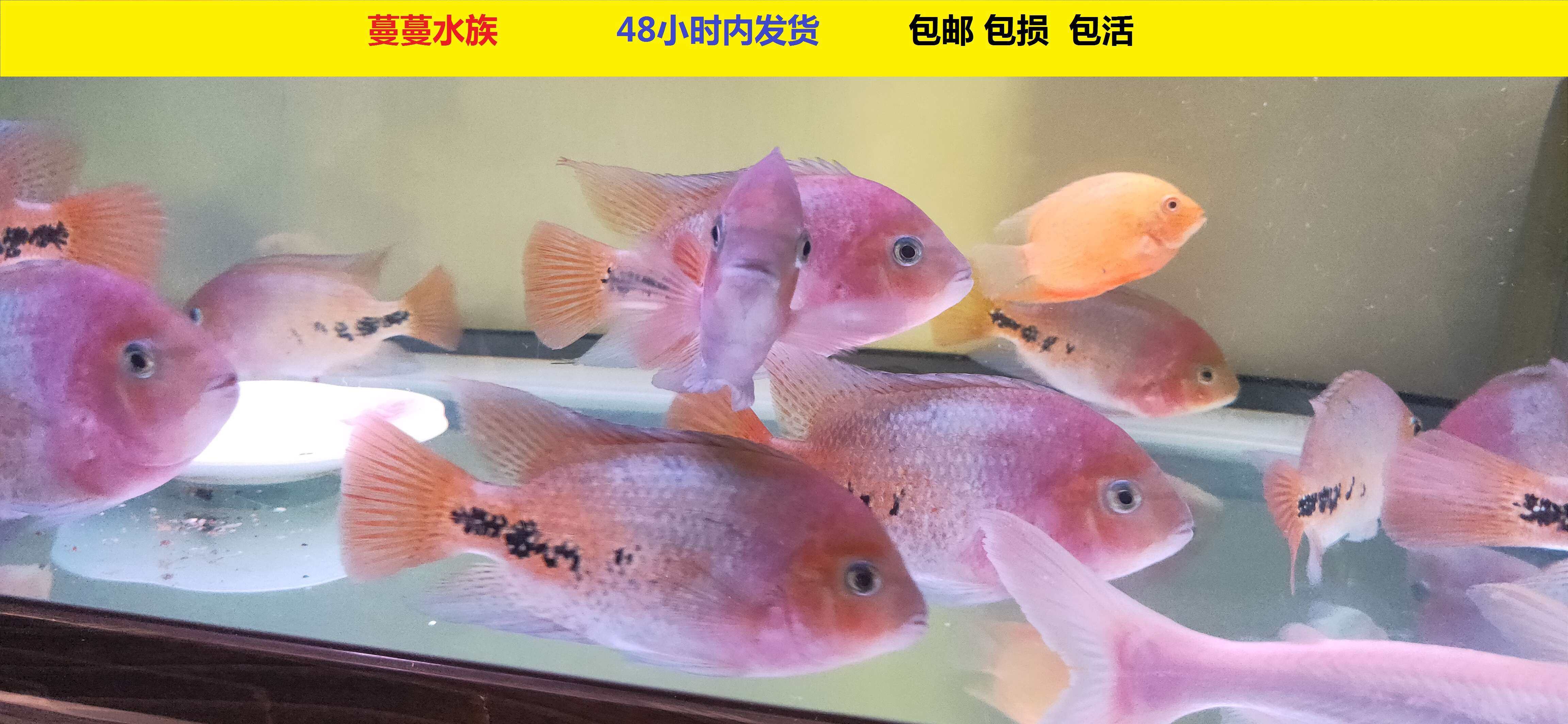 鱼南美慈鲷中大型美鲷火口苗 紫衣火口大型混养热带鱼