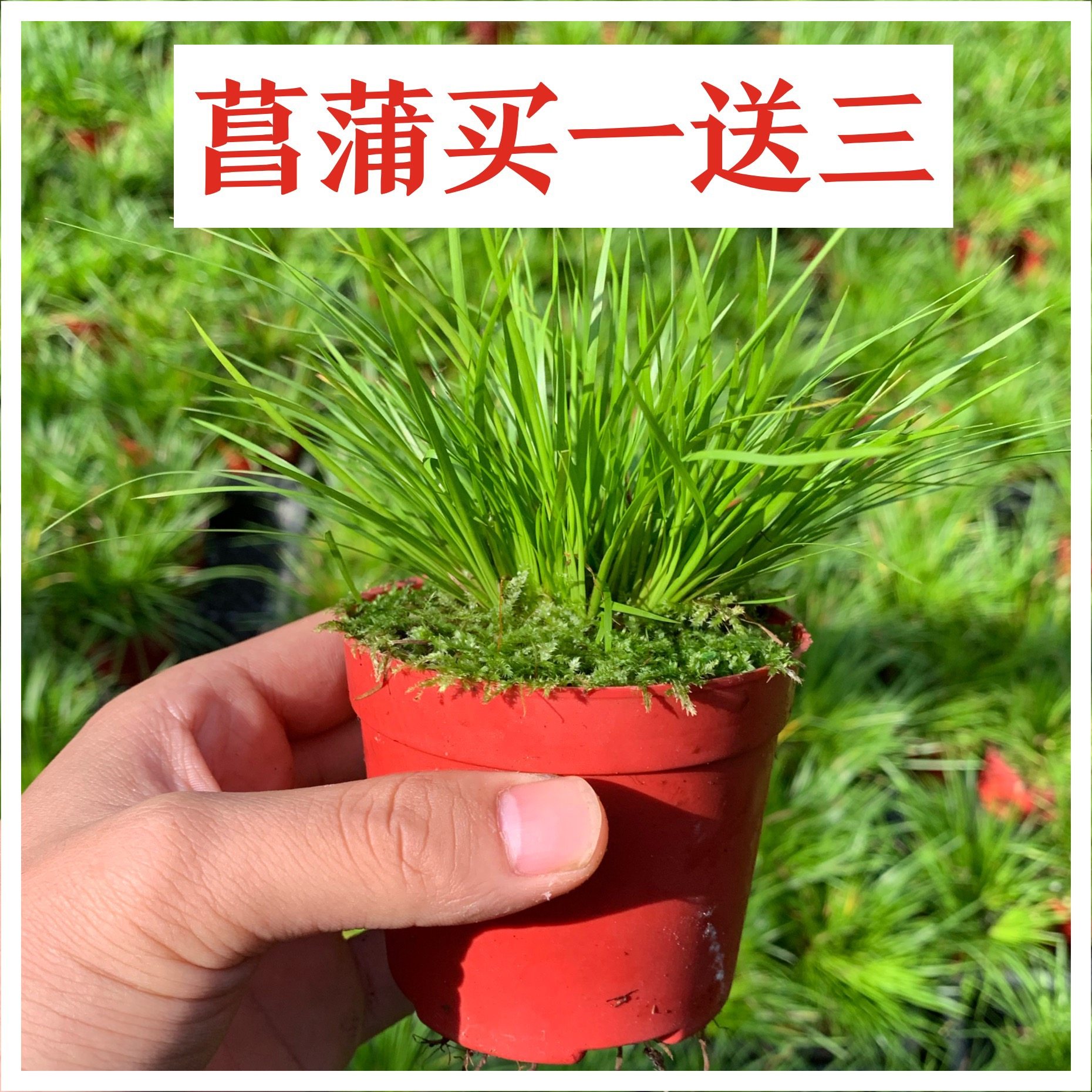 菖蒲黄金姬虎须金钱菖蒲盆景贵船苔有栖川金凤凰绿植迷你微型盆栽