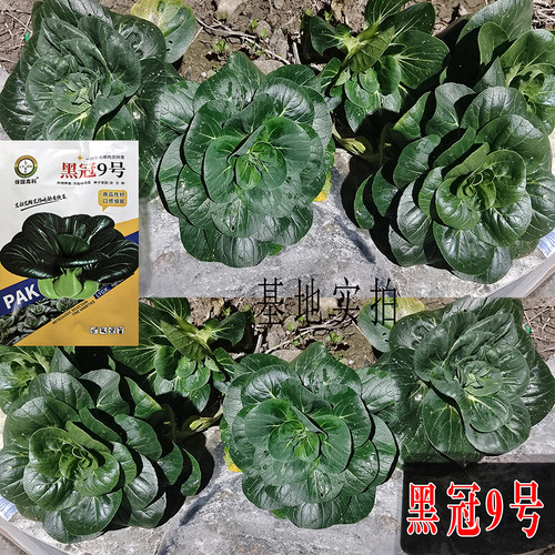 甜糯苏州青种子黑冠9号墨绿色青菜种子耐寒性强甜糯脆嫩好吃菜种