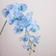 Aurora Phalaenopsis-Blue