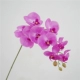 9 Phalaenopsis-Light Purple