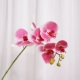 Розовый, орхидея, 75см