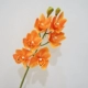 6 Большой Cymbidium-Orange-Orange