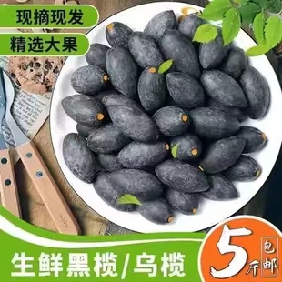 潮汕特产新鲜黑橄榄乌橄榄油榄现摘乌榄籽生榄角5斤 坏果包赔 包邮