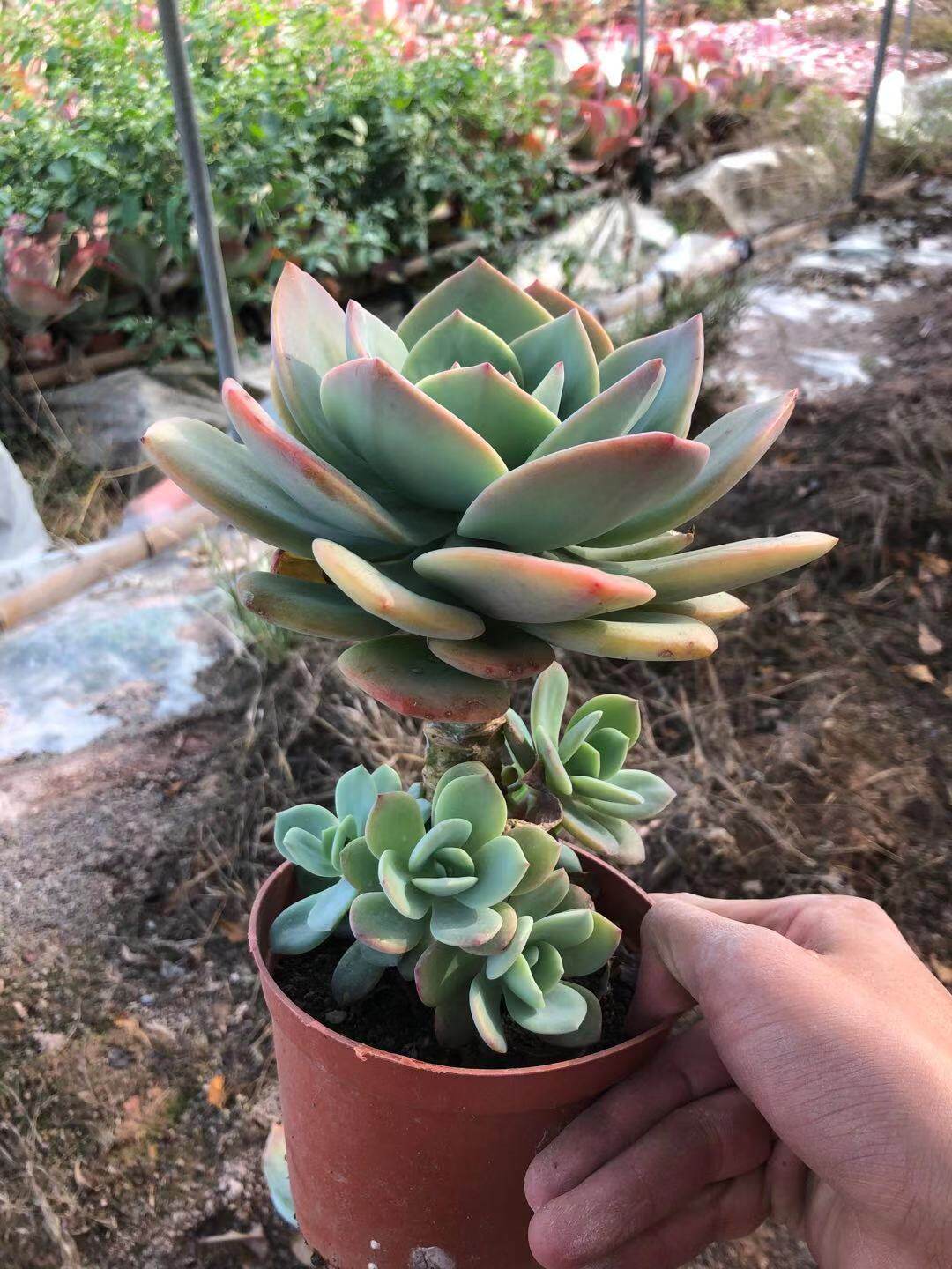 多头群生大白凤 粗桩多肉植物 阳台防辐射多肉盆栽