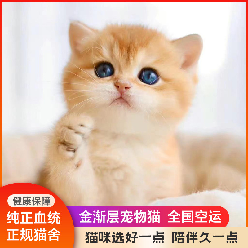 金渐层幼猫活体银渐层宠物猫纯种ny12色矮脚英短小型英短蓝金渐层