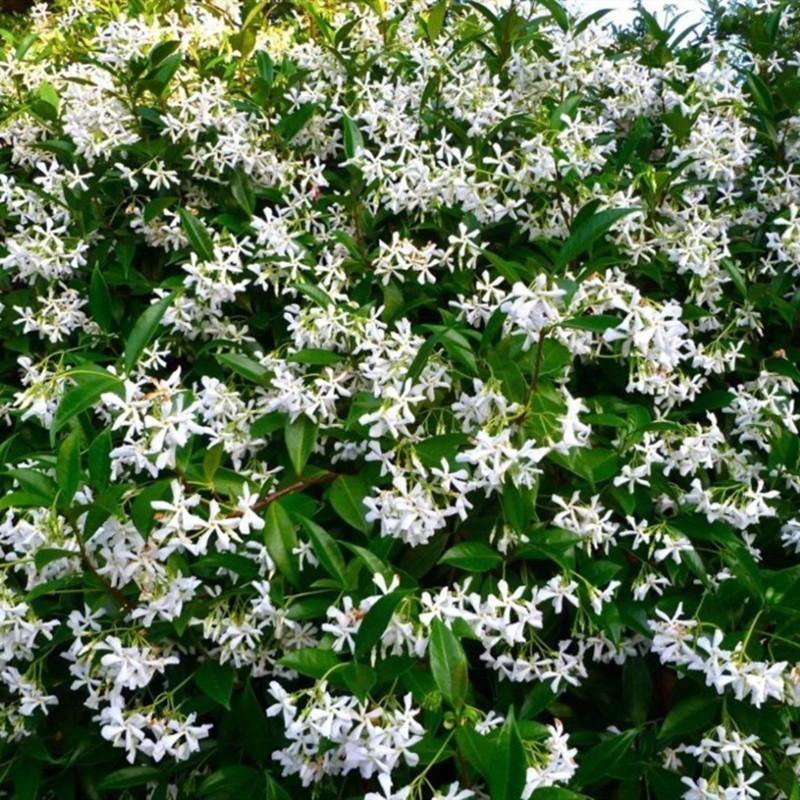 风车茉莉爬藤植物大苗络石藤本四季浓香花卉盆栽植物垂丝茉莉