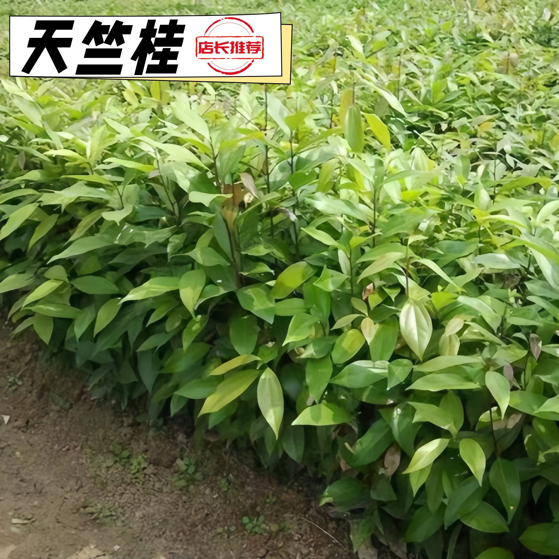 成都直销天竺桂大树绿篱行道树