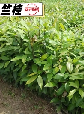 成都直销天竺桂大树绿篱工程苗木树苗栽种树木造林造景行道树南方