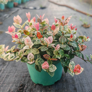 花叶络石五彩花卉盆栽耐阴好养活爬藤绿植阳台庭院垂吊藤本植物