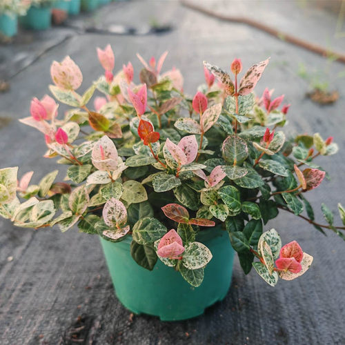 花叶络石五彩花卉吊篮盆栽庭寒