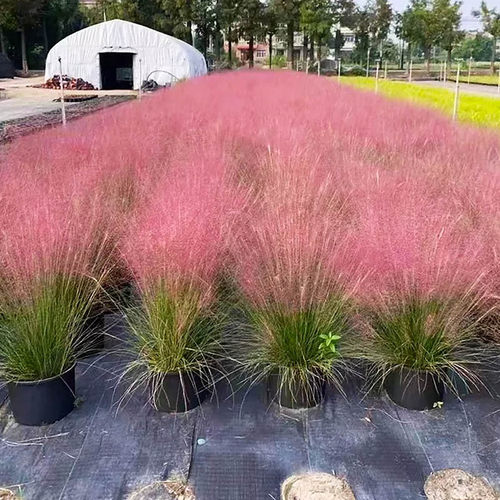 粉黛乱子草盆栽苗观赏草