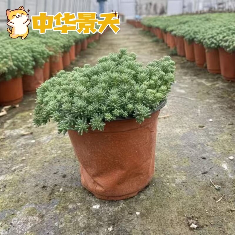 中华景天薄雪万年多年生地被植物