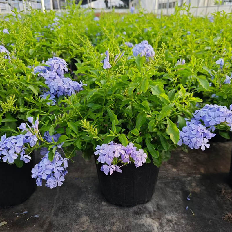 蓝雪花盆栽花卉大苗耐热阳台庭院