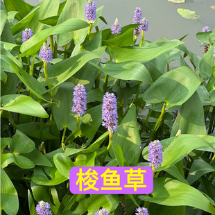 水培水生花卉梭鱼草千屈菜黄菖蒲耐热耐寒苗池塘湿地水景造景植物