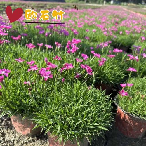 欧石竹花苗四季常绿室外花卉