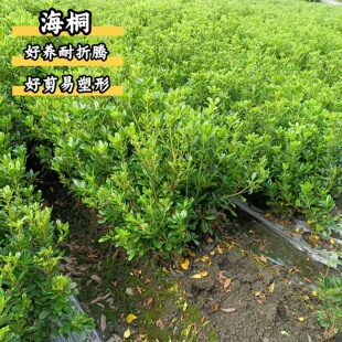 海桐球海桐小苗工程园林苗木绿庭院别墅四季常青驱蚊耐寒耐热植物