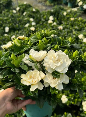 栀子花苗浓香型室内外好养盆栽