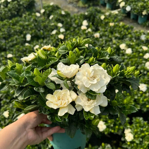 栀子花苗浓香型室内外好养盆栽