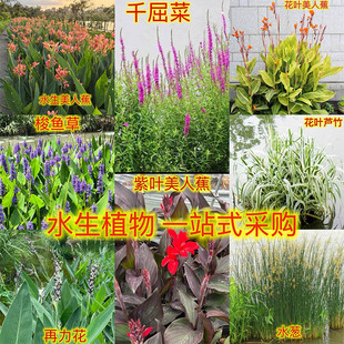 水竹旱伞草水葱梭鱼草香蒲水生植鱼池塘造景庭院净化水质再力花