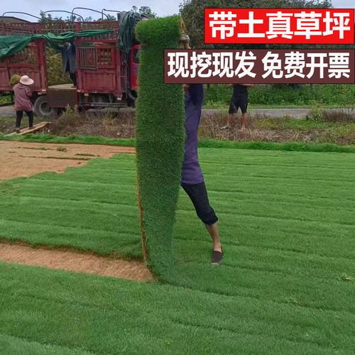 带泥土真草坪四季青别墅庭院麦冬