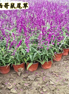 鼠尾草盆栽蓝花苗宿根墨西哥鼠尾草阳台花园蓝色花卉花镜鼠尾草苗