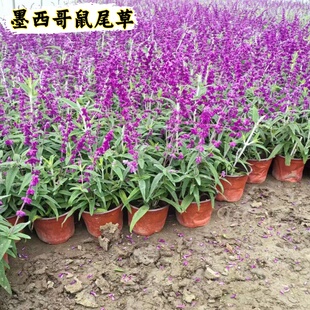 鼠尾草盆栽蓝花苗宿根墨西哥鼠尾草阳台花园蓝色花卉花镜鼠尾草苗