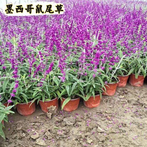 鼠尾草盆栽蓝花苗宿根鼠尾草花苗