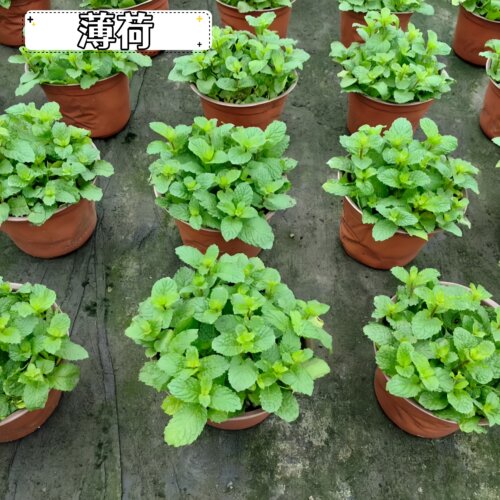 迷迭香盆栽可食用香草薄荷香料西餐牛排调料新鲜苗防蚊子驱蚊植物