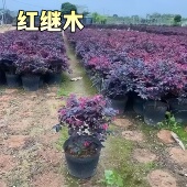 红花继木小苗红花继木球好养易活公园别墅花园造型独特沾土易成活