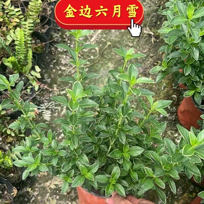 金边六月雪盆栽树苗好养花卉绿植