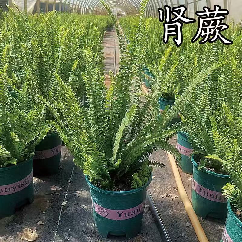 波士顿肾蕨排骨草常青盆栽庭院