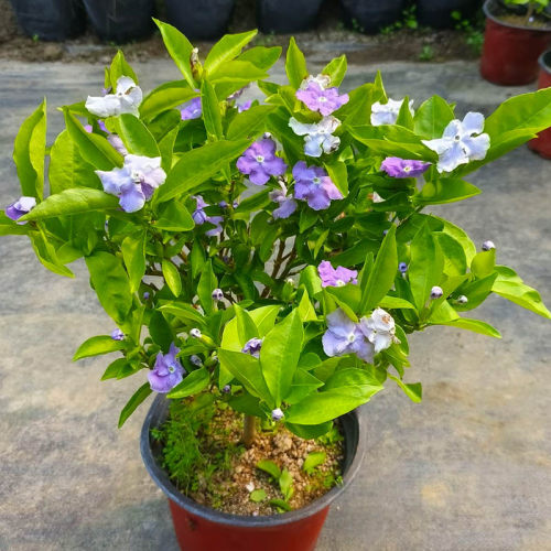 白茉莉花苗盆栽树苗浓香双色风车