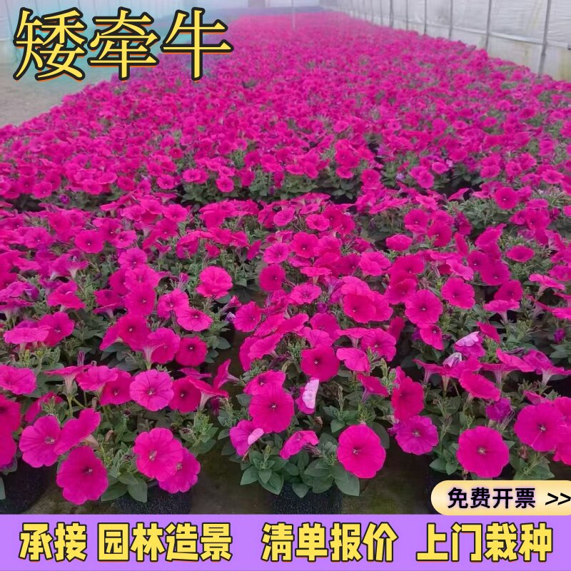 矮牵牛盆栽花苗耐养观花舞春花图片