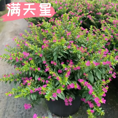 满天星花苗盆栽好养花卉绿植室外易活庭院工程苗星星花造景带盆栽