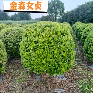 金森女贞树苗四季常青彩色树庭院篱笆耐寒耐旱绿化带工程苗易成活