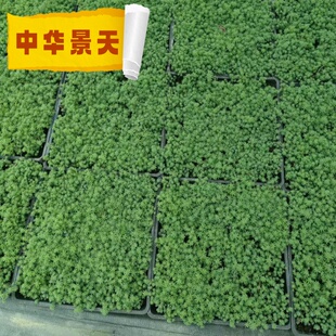 中华景天耐热庭院阳台花园好养易爆盆多年生地被草坪植物花卉盆栽