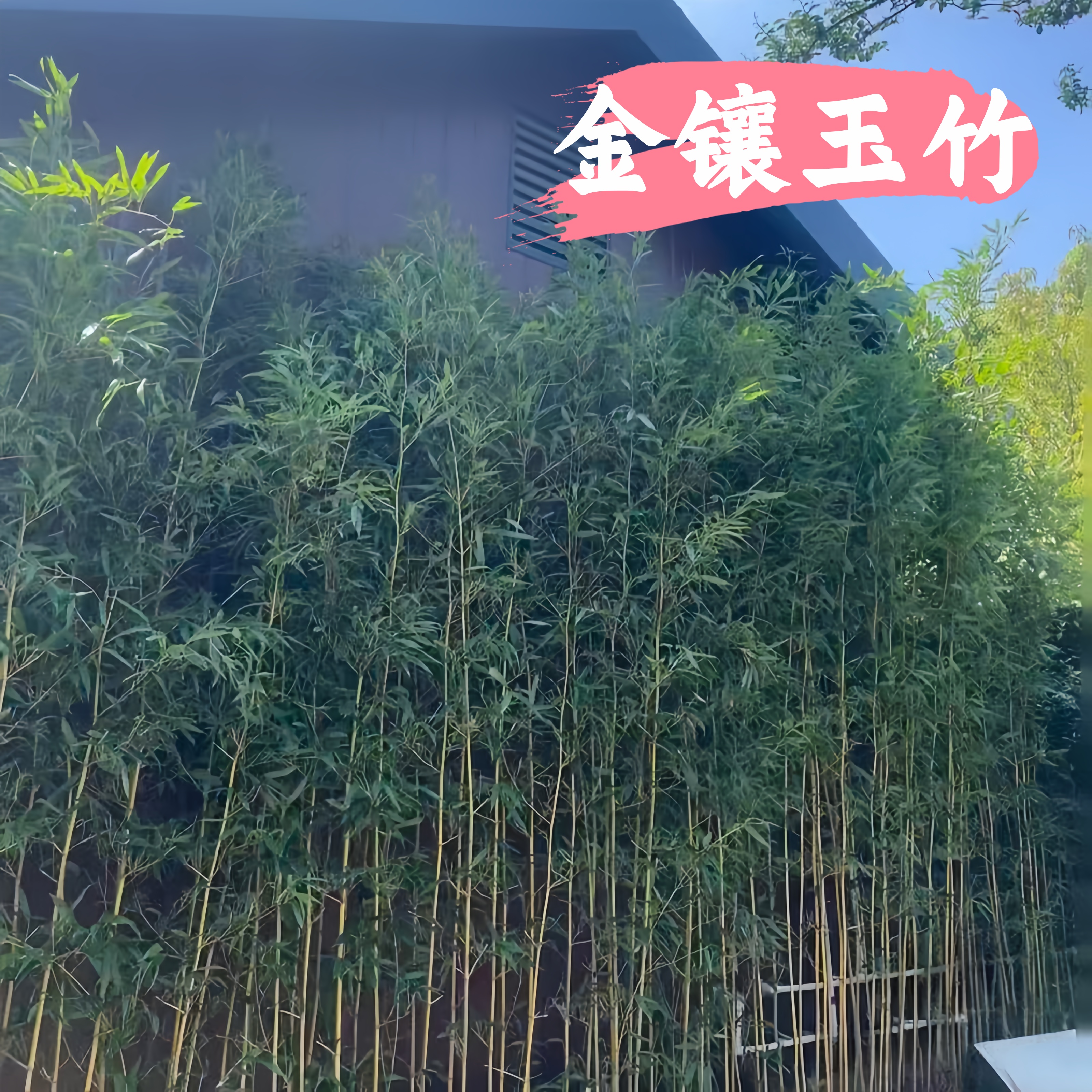 竹子盆栽室内小琴丝竹紫竹