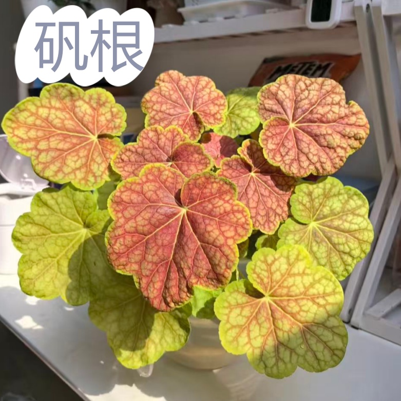 彩色矾根盆栽花苗四季观叶植物
