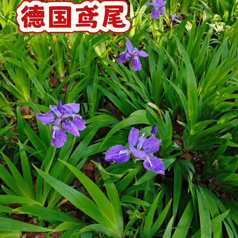 庭院别墅花园植物德国鸢尾苗盆栽花苗草本地栽多年生喜阴耐寒
