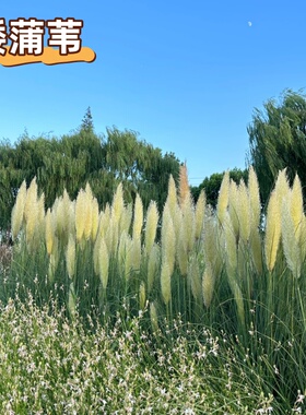 矮蒲苇草花镜庭院绿植绿化造景植物四季常青盆栽耐寒耐热芦苇草花