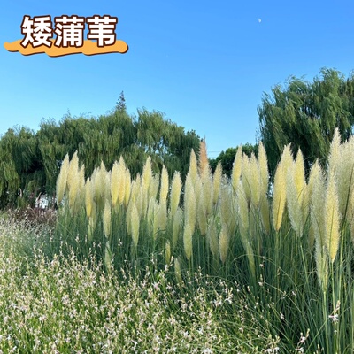 矮蒲苇草盆栽耐寒耐热四季常青