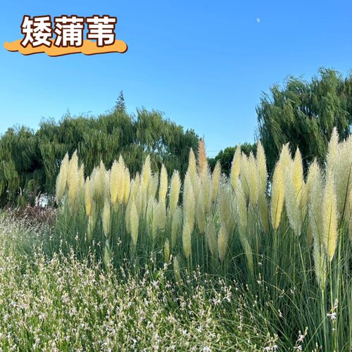 矮蒲苇草盆栽耐寒耐热四季常青