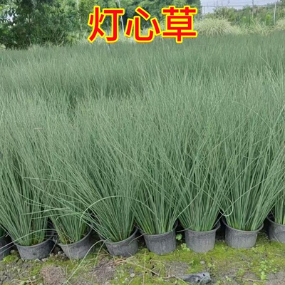 灯芯草苗绿化造景水生灯心草