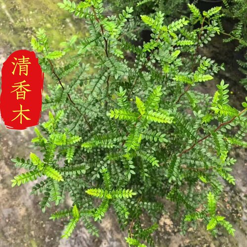 清香木细叶常青阳台观赏绿植